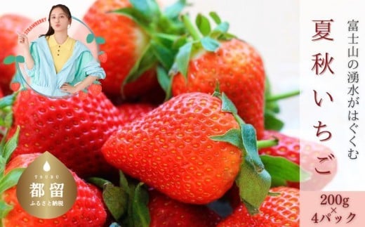 
            【2026年 先行予約】【湧水のミネラルたっぷり！山梨の夏秋いちご】ご家庭用 200ｇ× 4パック | 苺 イチゴ ギフト 果物 フルーツ いちご 甘い 農園直送
          
