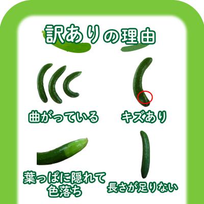 ふるさと納税 下関市 【2025年度発送】 きゅうり 訳あり 2kg 朝採れ 野菜 大容量 下関 山口 IM001-x |  | 01