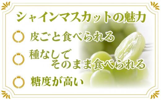 【 先行予約 】 シャインマスカット 約700g 1房 種なし 大粒 フルーツ ぶどう 葡萄 秋 旬 ギフト 贈答用 マスカット 高級 果物 くだもの 阿波市 