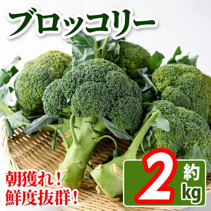 ＜先行予約！2026年11月中旬以降順次発送予定＞鮮度抜群！ブロッコリー(約2kg) 国産 野菜 ブロッコリー 新鮮 産地直送 【man057】【Aglio nero】