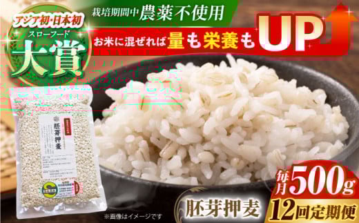 【全12回定期便】栽培期間中農薬不使用 胚芽押麦 500g ( 1等麦使用 ) 【葦農】[HAJ036] 麦 雑穀 雑穀米 麦ごはん 1等麦 特別栽培農産物 佐賀 食物繊維 胚芽押麦 500g ご飯 定期便