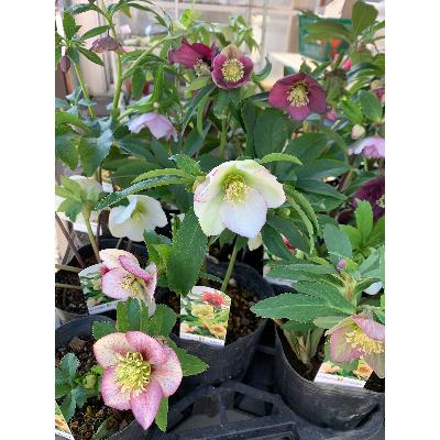 ふるさと納税 府中市 クリスマスローズのパイオニア　クリスマスローズ開花予定株お任せ9株ガーデンセット |  | 02