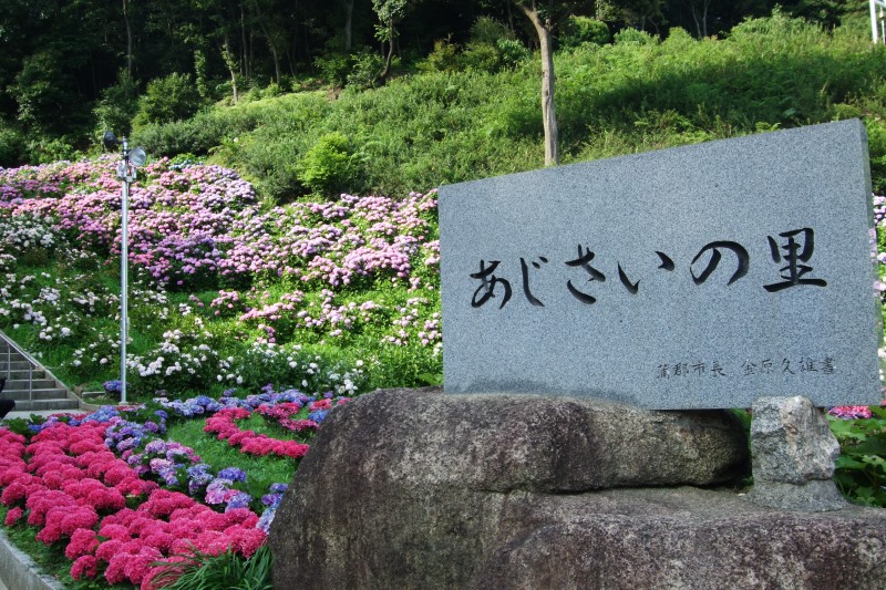 【期間限定】蒲郡においでん！形原温泉あじさいの里入場券3枚と記念品（あじさい苗木小鉢3号サイズ）_【G0772】