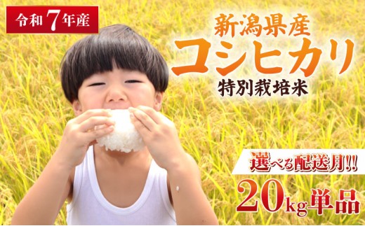 【2026年6月中旬より順次配送】令和7年産 特別栽培米 コシヒカリ 20kg 単品 コンテスト 入賞 米 おこめ お米 ブランド米 ご飯 ごはん オニギリ お弁当 kome 送料無料 数量限定 農家直送 産地直送 国産 川瀬農園 四代目 悠助 新潟 新発田 kawase002_10_01
