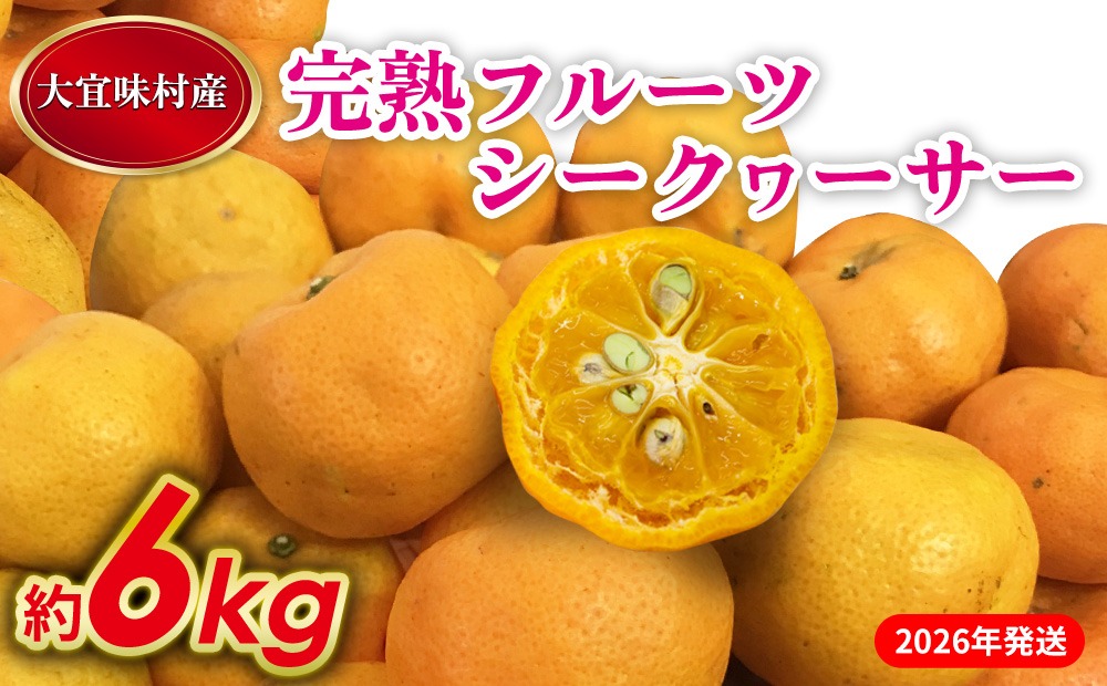 【2026年発送】完熟フルーツシークヮーサー 約6kg 沖縄 おきなわ 大宜味村 果物 くだもの 果実 シークワーサー しーくわーさー 完熟 沖縄県産 産地直送 お取り寄せ 人気 食品 送料無料 国産 県産 ご当地 やんばる ノビレチン