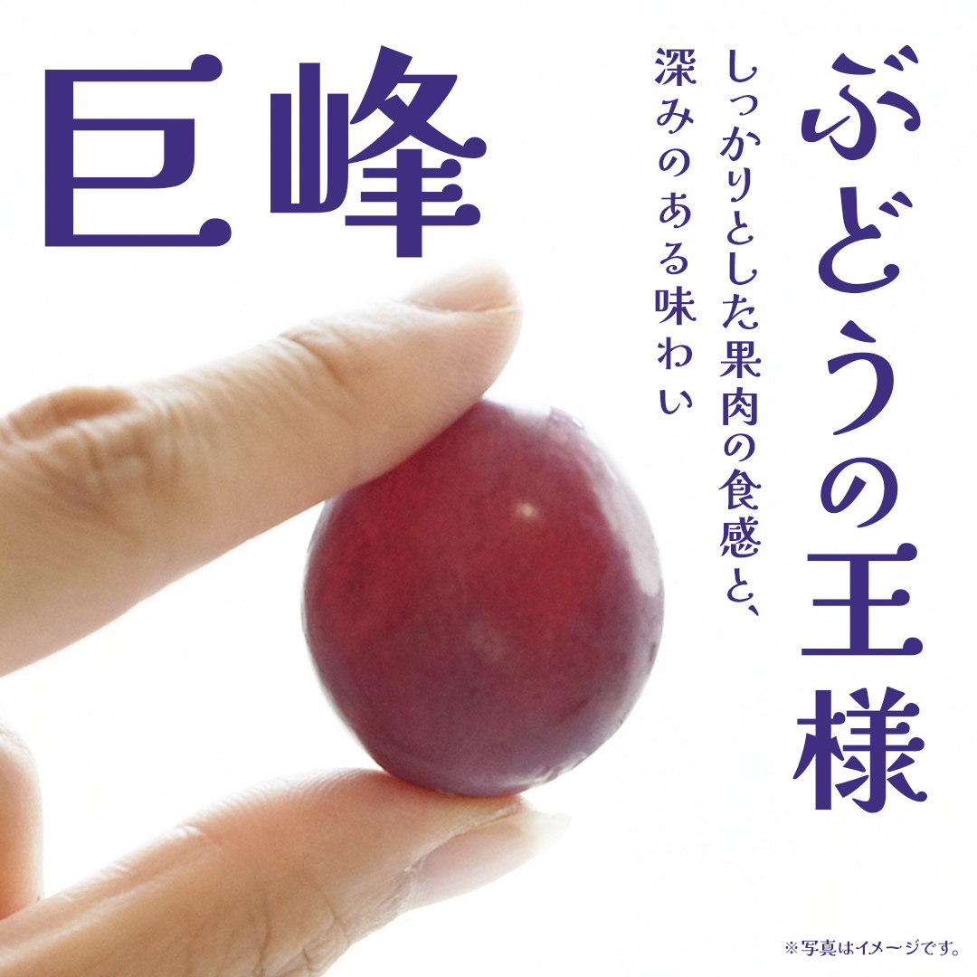 【桐箱入り】 巨峰 １房 (茨城県共通返礼品：大子町) ぶどう 葡萄 ブドウ フルーツ 果物 スイーツ ギフト 贈答用 贈り物 プレゼント