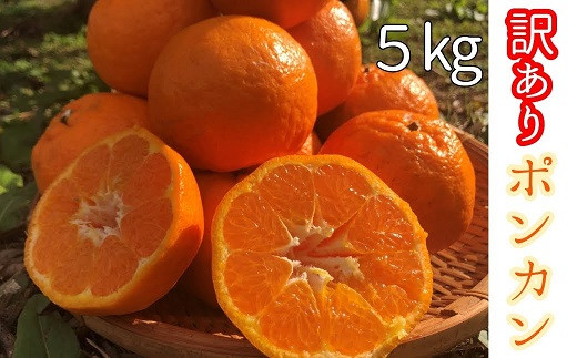 
            【先行受付令和８年２月】【訳あり】  田中さん家の無農薬ぽんかん（５kg） デコポンの親 みかん ミカン 柑橘 フルーツ ポンカン でこぽん おやつ デザート 甘い 美味しい 家庭用 名物 国産【R00167】
          