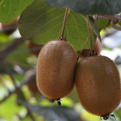 ふるさと納税 紀の川市 【和田果樹園】紀の川市産　温州みかん3kg+キウイフルーツ8個 |  | 03