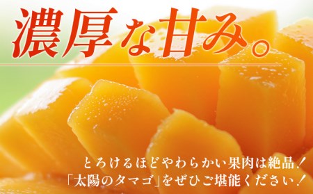 マンゴー 宮崎県産完熟マンゴー 太陽のタマゴ 2L×1個【マンゴー 完熟マンゴー 宮崎県産完熟マンゴー 太陽のタマゴ】