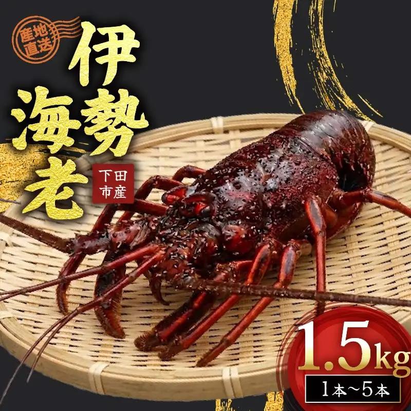 【 伊勢海老 】天然伊勢海老 1.5kg
