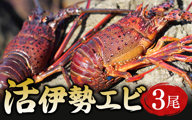 
【捌き方動画付き】活伊勢エビ 3尾セット 伊勢海老 イセエビ 3尾 セット 串本町 伊勢えび 伊勢エビ 海老 産地直送
