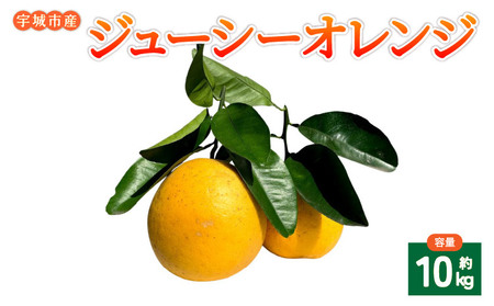 みかん ジューシーオレンジ 河内晩柑 約10kg 20玉前後【吉良果樹園】【5月上旬から8月下旬発送予定】宇城市産みかん 国産みかん 熊本みかん みかん１０ｋｇ