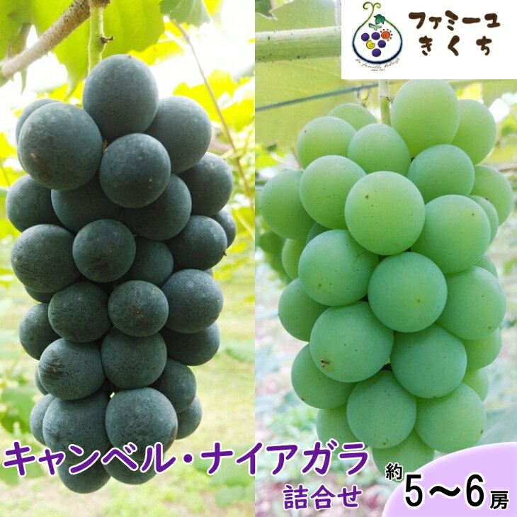 【ふるさと納税】《予約受付》キャンベル・デュオ （ぶどう 約5〜6房）キャンベル・ナイアガラ 詰め合わせ フルーツ