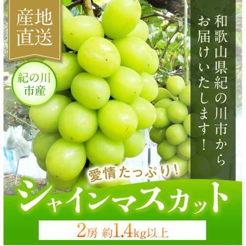 【先行予約】大粒シャインマスカット約1.4kｇ(700g程度×2)ｍ＆ｎ果実園《8月下旬-10月上旬頃より出荷予定》和歌山県 紀の川市