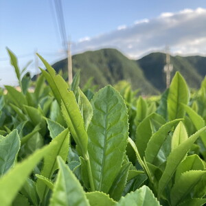 和紅茶七福 2個セット ｜ 和紅茶 紅茶 お茶 ティーパック 国産 茶 プレゼント ギフト ご自宅用 家庭用