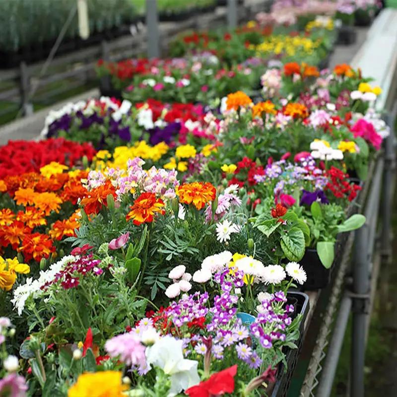 季節の花苗24セット【花苗 花苗セット 花 季節の花 花セット ガーデニング 家庭菜園 園芸 初夏 夏 花壇 庭 鉢 玄関 プランター 寄せ植え おうち時間 趣味 ベランダ 土っ子倶楽部 プレゼント 