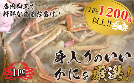 冬の旬松葉かに（山陰沖）京丹後の地元魚屋　特選茹で松葉かに　１２００ｇ以上１匹