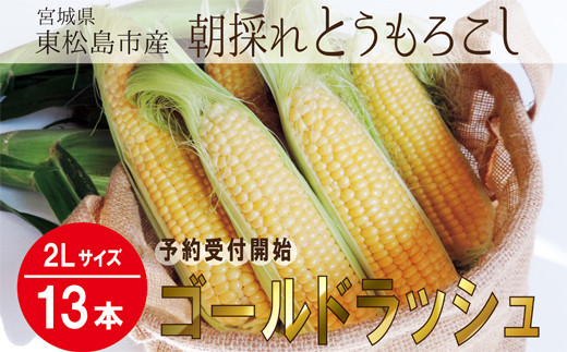 《2026年8月初旬まで発送予定》とうもろこし ゴールドラッシュ  2Lサイズ 合計 13本 1箱 東松島市産 朝採れ とみぎ とうみぎ コーン 夏野菜 産地直送 宮城県 東松島市