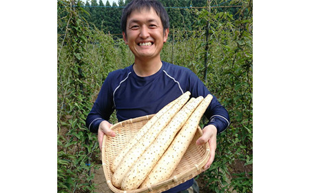 【青森県五戸町特産】長芋　10kg【配送不可地域：離島・沖縄県】【1017943】