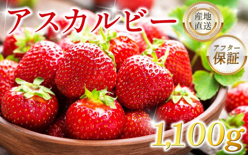 
                  徳島県産 アスカルビー 選べる 800g 1.1kg 1.3kg 甘い いちご 美味しい 品種 アスカルビー 究極のいちご 甘酸っぱい 香り 苺 イチゴ 果物 フルーツ ストロベリー ジャム スムージー 期間限定 洋菓子 家族 子ども フルーツサンド フルーツ大福 いちご大福 苺大福 ケーキ アイス シャーベット 人気 オススメ 贈答 ギフト 化粧箱 お取り寄せ グルメ みよし 徳島県 三好市
                