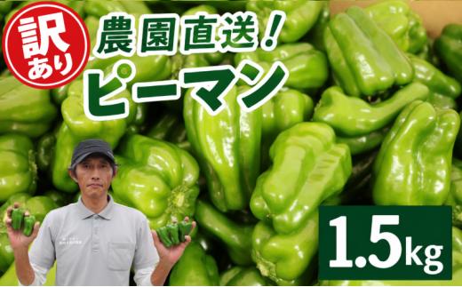 【 訳あり 】 ピーマン 1.5kg |  わけあり 不揃い 国産 野菜 やさい 新鮮野菜 旬 産地直送 農園直送 お取り寄せ おかず 食品 食材 炒め物 肉詰め サラダ 天ぷら BBQ バーベキュー お弁当 大容量 高知県 南国市