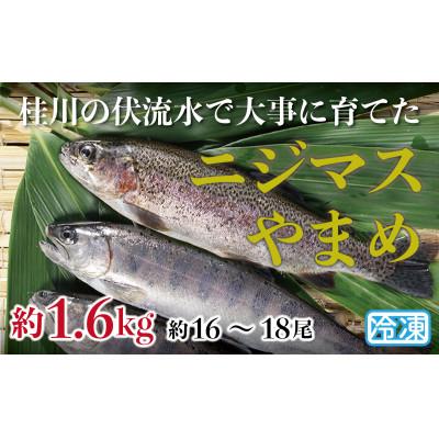 ふるさと納税 大月市 山梨県産　桂川の冷凍やまめ・ニジマスセット　計:約1.6kg(約16〜18尾)