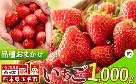 いちご 品種おまかせ 約1000g｜KiyomotoFarm