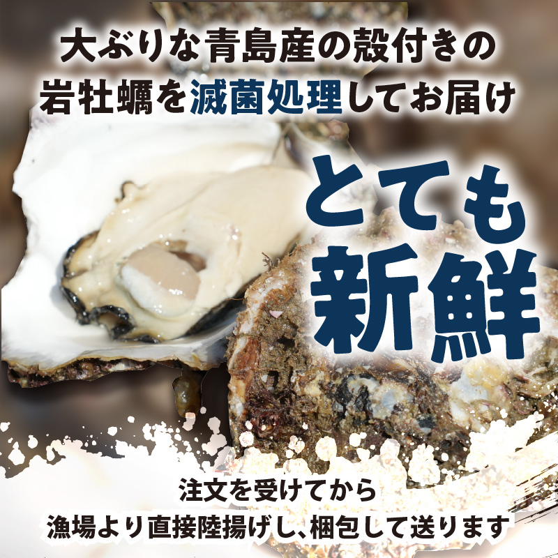 【期間限定】青島産 大粒殻付き生岩ガキ 2kg【B5-082】カキ 牡蠣 岩ガキ 青島産 国産 期間限定 お取り寄せ