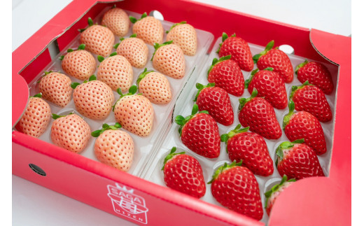 左：淡雪／右：さがほのか