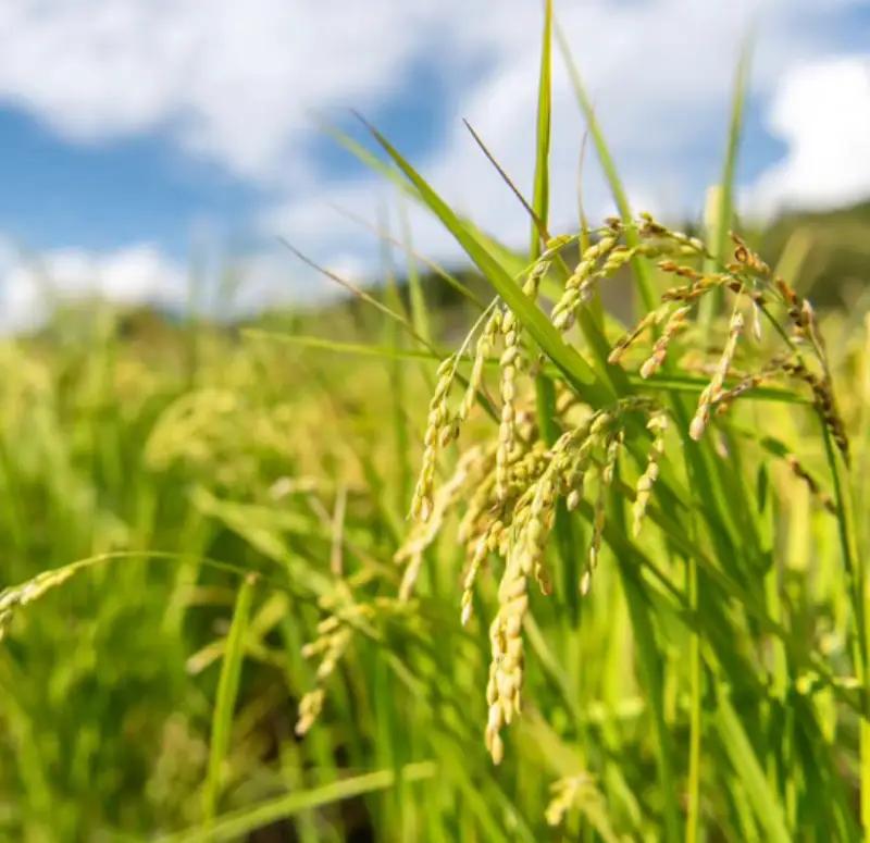 米 岡山県産玄米 令和8年産完全無農薬化学肥料不使用いせひかり5kg 【hsig006-02】