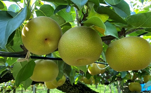 食の都庄内【令和7年産】《10・11・12月お届け-C》旬のフルーツ3ヶ月定期便 《10・11・12月お届け-C》