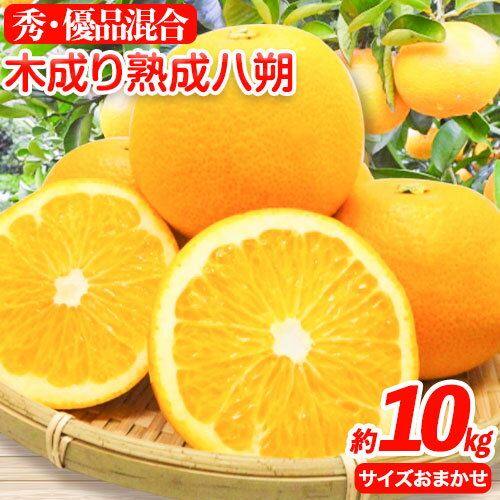 【ふるさと納税】【産直】和歌山由良町産の木成り熟成八朔約10kg（L〜4Lサイズおまかせ）厳選館 《2026年3月中旬-5月中旬頃出荷》和歌山県 日高川町 柑橘 八朔 熟成 はっさく ハッサク