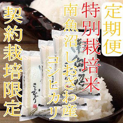 ふるさと納税 南魚沼市 【毎月定期便】【特別栽培米6Kg】生産者限定 南魚沼しおざわ産コシヒカリ全12回