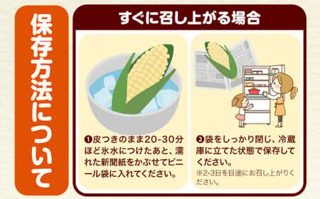 朝採れ直送！ とうもろこし 白いおおもの 甘い 約5kg 13本入り 2Lサイズ 七戸宏大《7月下旬-8月下旬出荷》岩手県 九戸村 ホワイトコーン 白いとうもろこし おおもの 5kg スイートコーン