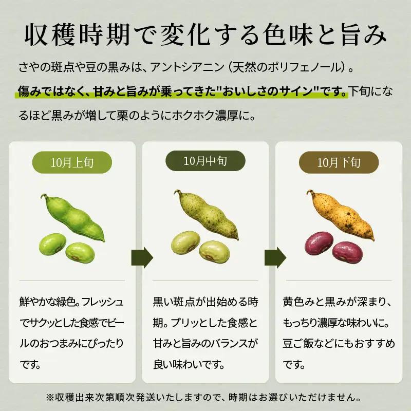 寄付額見直し〈予約〉丹波黒枝豆 3kg (500g×6）小分け 枝豆