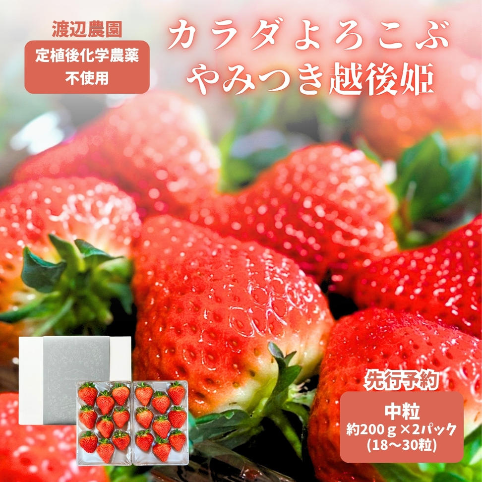【先行予約 | 2027年4月上旬より出荷開始】いちご 中粒 カラ