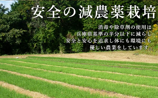 【新たまねぎ】今井ファームの淡路島たまねぎ「かくし玉