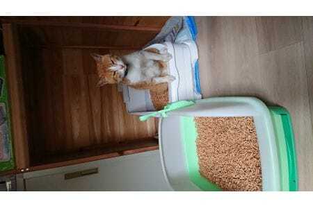 M210　森のねこトイレ２．５Ｌ×４袋