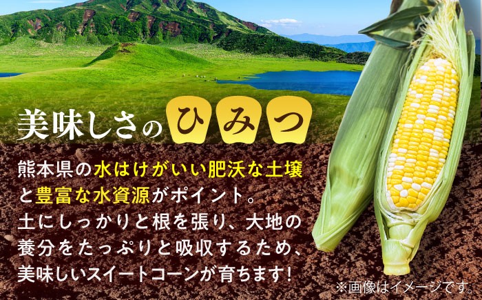 高糖度 どるちぇどりーむ 糖度 コーンスープ 甘さ コーン おやつ BBQ バター焼き 野菜 とうもろこし  糖度 菊陽町
