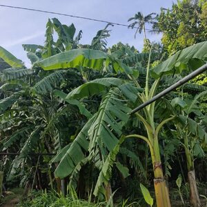 ムッチリ食感！沖縄県産アップルバナナ 2kg バナナ フルーツ 果物 無農薬 banana 沖縄市 / タカエス フルーツ＆ベジタブル[BCBH001]