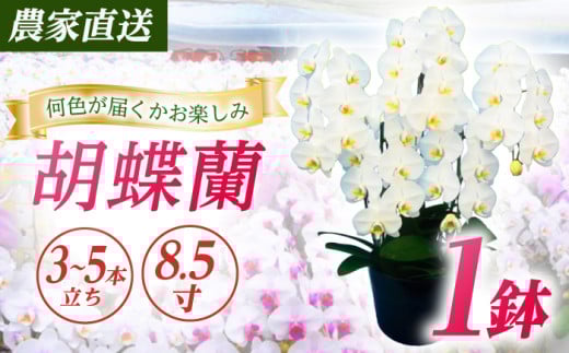 【3〜5本立ち8.5寸】生産農家直送！ 胡蝶蘭 1鉢 洋蘭 蘭 鉢植 花 フラワー 植物 こちょうらん コチョウラン お花 生花 鉢花 鉢 ギフト プレゼント 【足柄金太郎洋蘭園】開成町 [BDAB012]