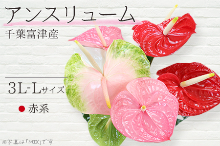 富津産切花アンスリューム（3L-Lサイズ）【色合い：赤系】