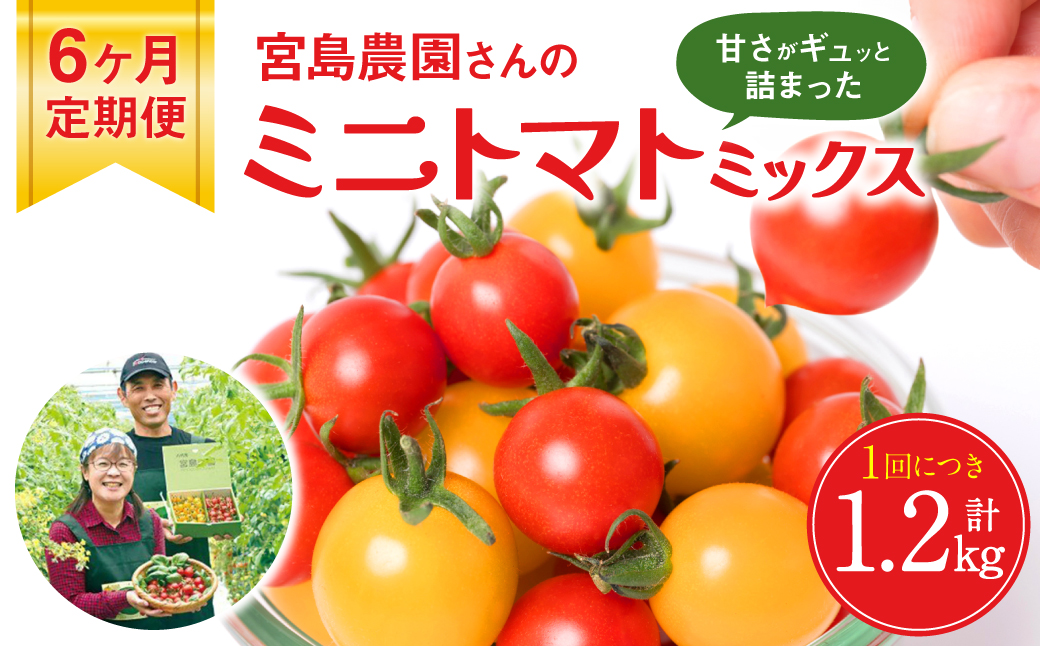 【先行予約】 【定期便6回】ミニトマト (ミックス) 1.2kg×6回 八代市産 宮島農園 とまと 野菜 【2025年12月上旬より順次発送】