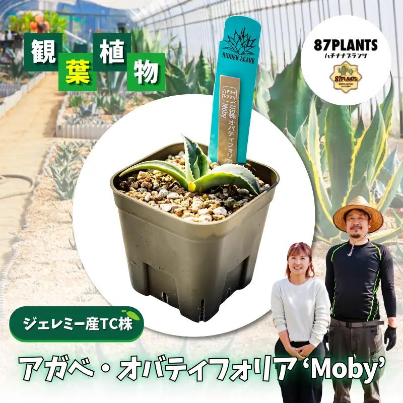 多肉植物 アガベ オバティフォリア Moby 園芸 ガーデニング 多肉植物