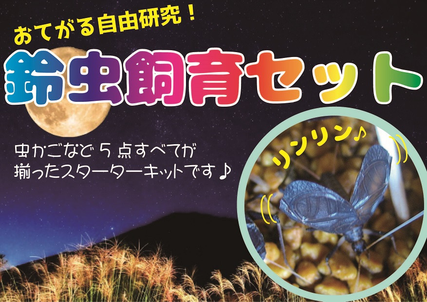 
                  【自由研究に！！】秋の風物詩☆スズムシ飼育セット【2026年6月下旬～ 2026年7月下旬】
                