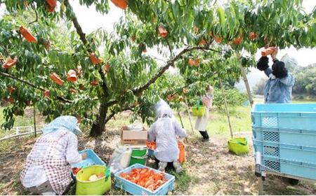 桃 ぶどう 2025年 先行予約 特選 岡山の桃・ぶどう詰合せ-2 もも 葡萄 岡山県産 国産 フルーツ 果物 ギフト いろは堂