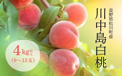 KM11 桃 川中島白桃 約4kg以上（9～15玉）長野県松川町産／8月下旬ごろ発送／長野県 南信州 松川町 モモ 贈答 産地直送 新鮮