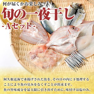 数量限定！阿久根市産の旬の一夜干しグルメ＜A＞セット(鯛・アジ・イカ・サバなど)国産 鮮魚 詰め合わせ お楽しみ 海の幸 魚介類 干物 海鮮【さるがく水産】a-12-205