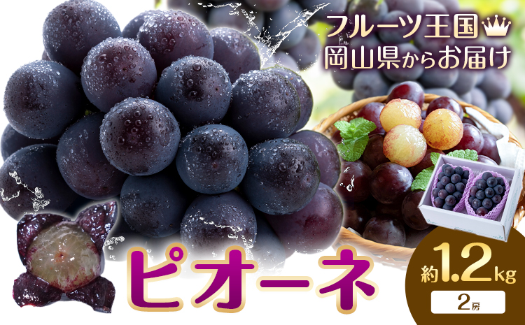 【先行予約】ぶどう ピオーネ 約1.2kg (2房) もりおか農園《9月上旬-10月上旬頃出荷》岡山県 浅口市 送料無料 ぶどう フルーツ 果物 くだもの デザート おやつ【配送不可地域あり】---124_c2118_9a10a_25_15000_1200g---