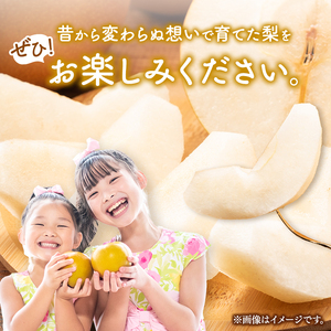 西江豊水園の菊水梨 約3kg ( 8個前後 ) | フルーツ 果物 くだもの 果実 数量限定 旬 完熟梨 梨 なし ナシ 菊水 菊水梨 和梨 3kg 3キロ 新鮮 産地直送 大分県産 九州産 国産 大